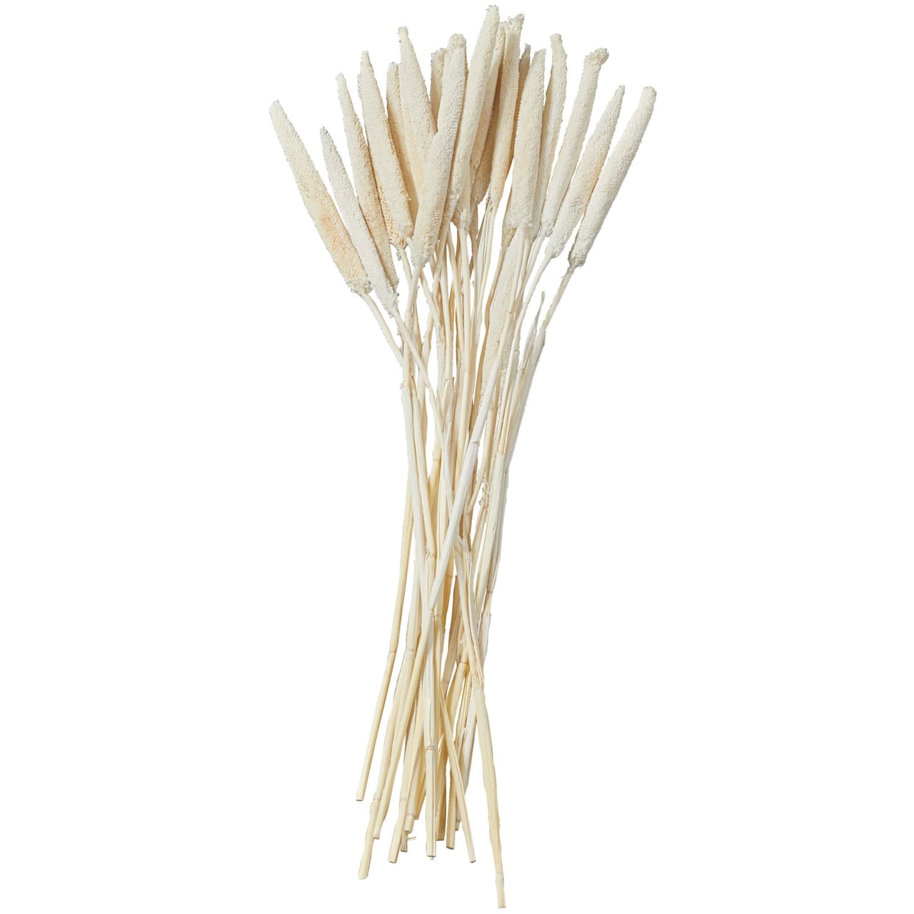 Dried Plant Bunny Tail Natural Foliage with Long Stems